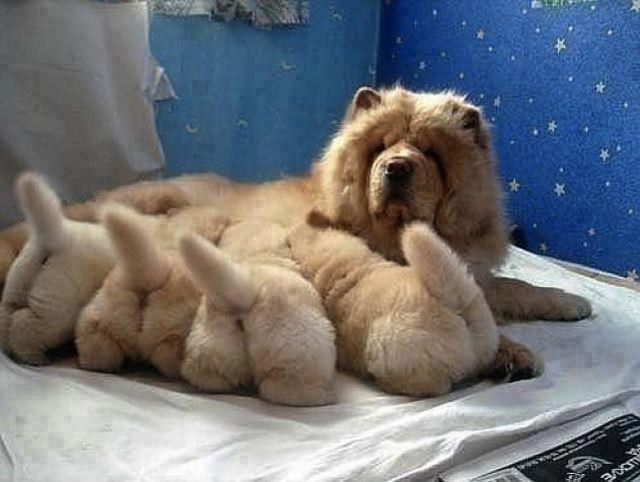 Ruuuuučaaaaaak! Omnomnom...