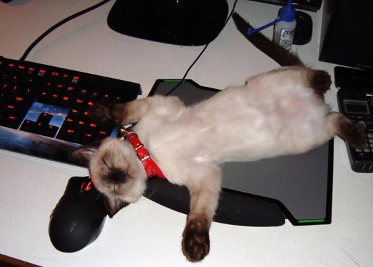 Vidi da je miš sputan, pa zaćorila