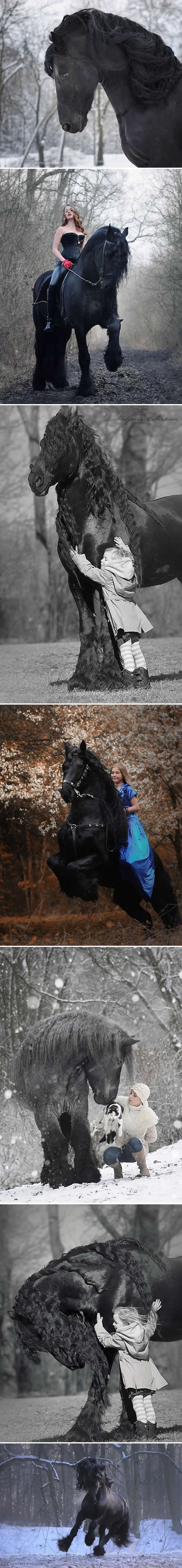 Najljepši konji na svijetu