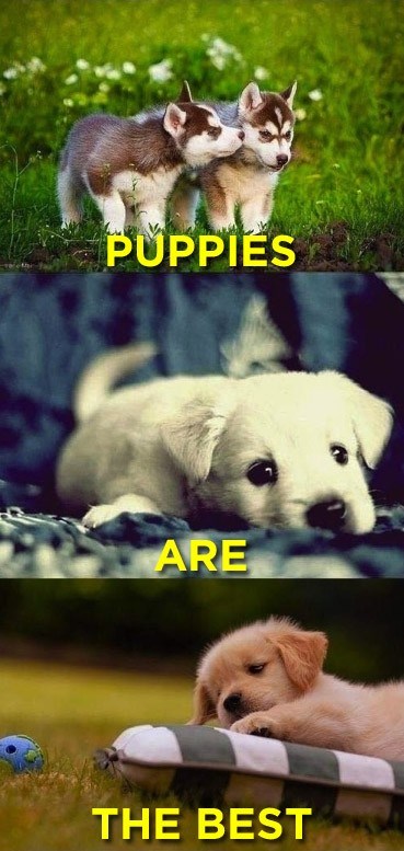 Nema do nespretnih štenaca:)