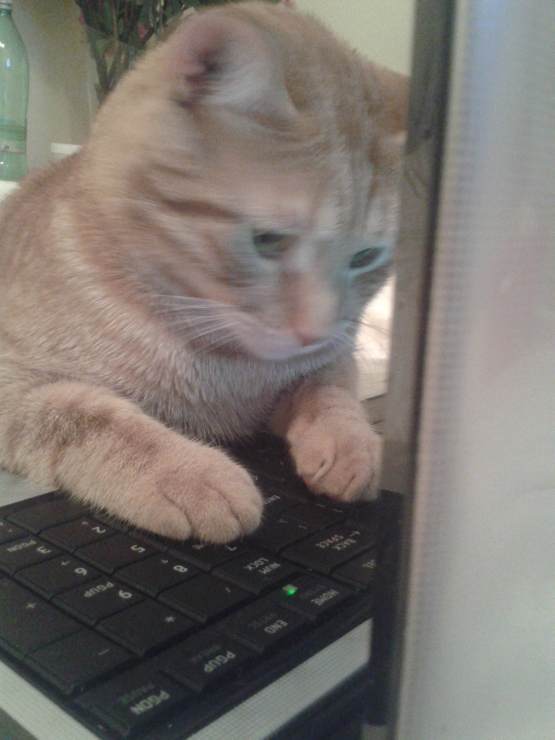 Mačak Pero traži zgodne mačke iz kvarta