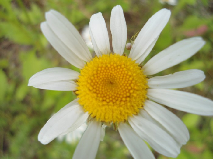 Ivančica(Leucanthemum vulgare)