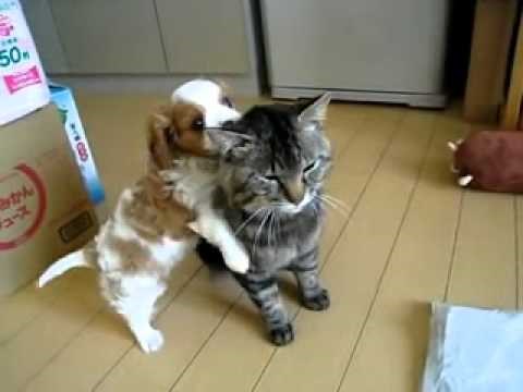 VIDEO: Psić toliko voli svoju macu da će je pojesti