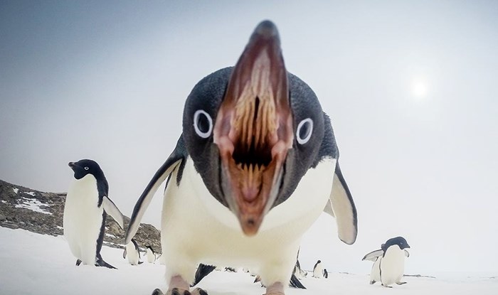 Antarktika. Neko je naljutio pingvina.