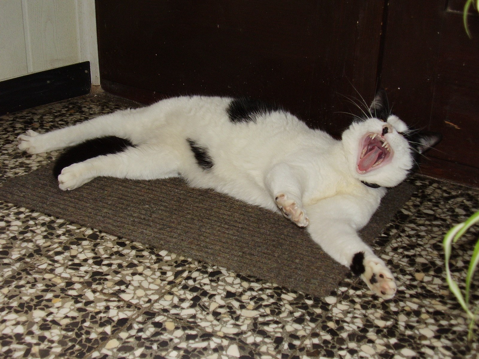 Oggy: "Prestani me slikat' !!! "