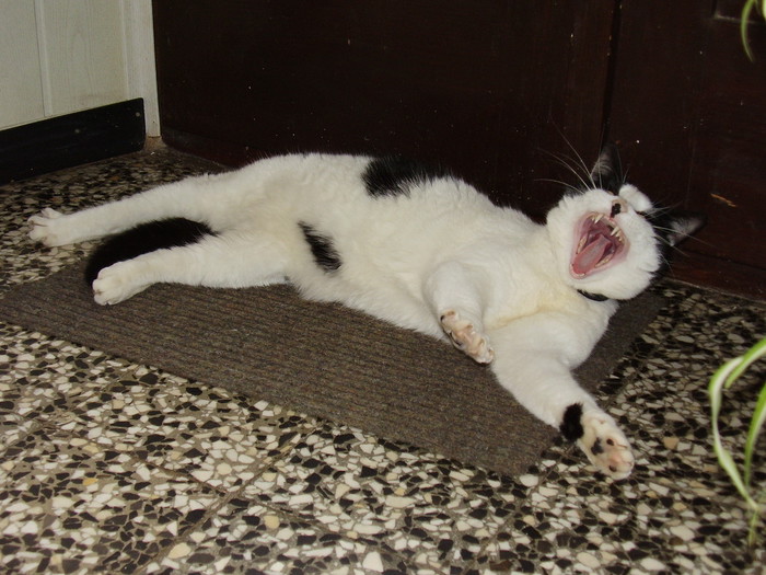 Oggy: "Prestani me slikat' !!! "