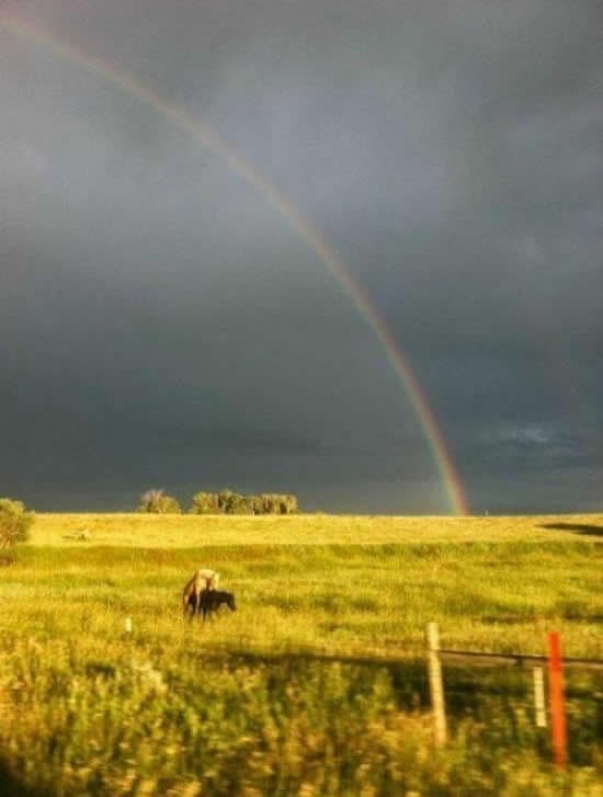 Ovako nastaju jednorozi