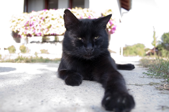 Laki