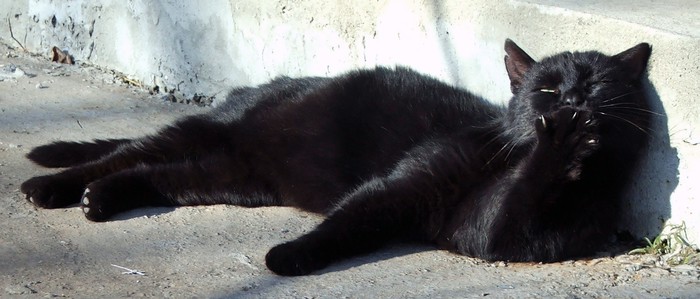 Pusa svima