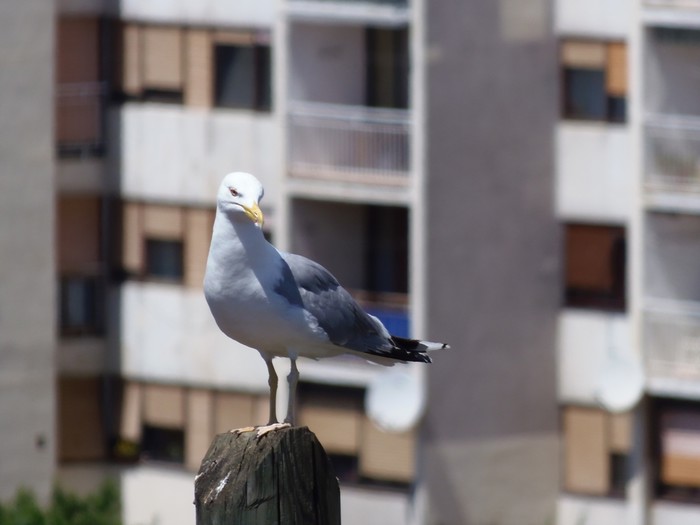 Galeb