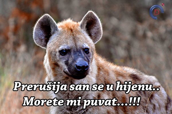 Predloženo uvođenje poreza na pse