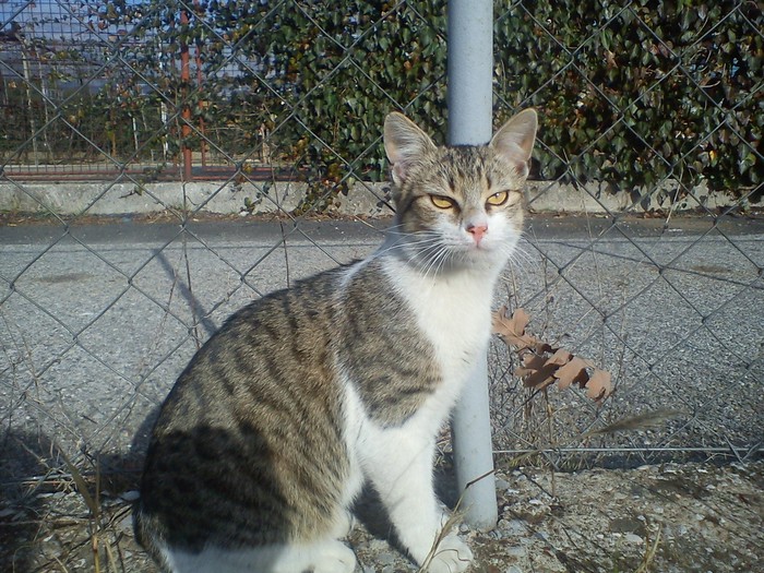 mico