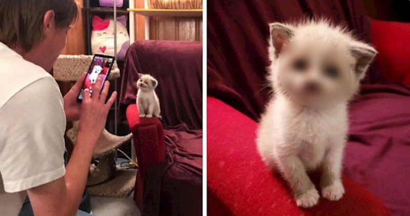 Ovaj mačić osvojio je internet svojim preslatkim osmijehom