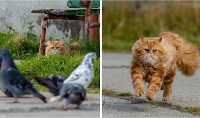 Ovaj fotograf uspio je snimiti korak po korak, mačku koja hvata golubove