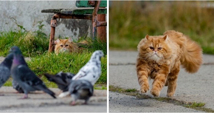 Ovaj fotograf uspio je snimiti korak po korak, mačku koja hvata golubove