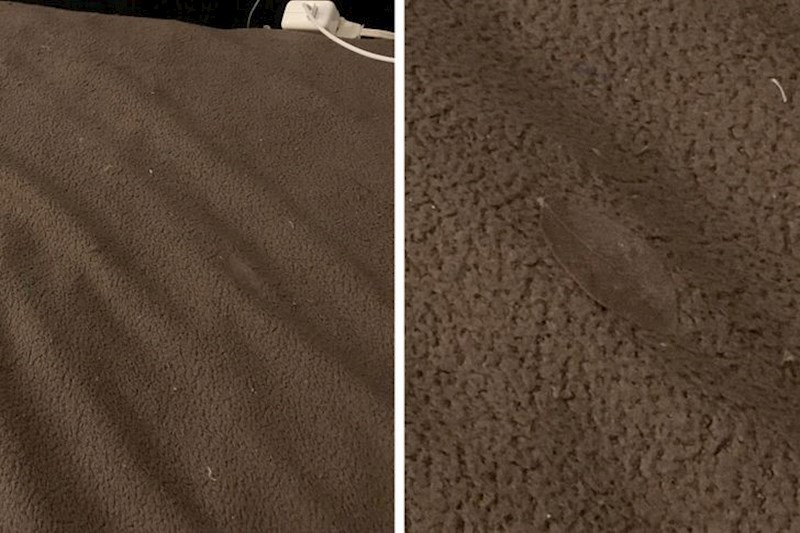 "List na mom krevetu."