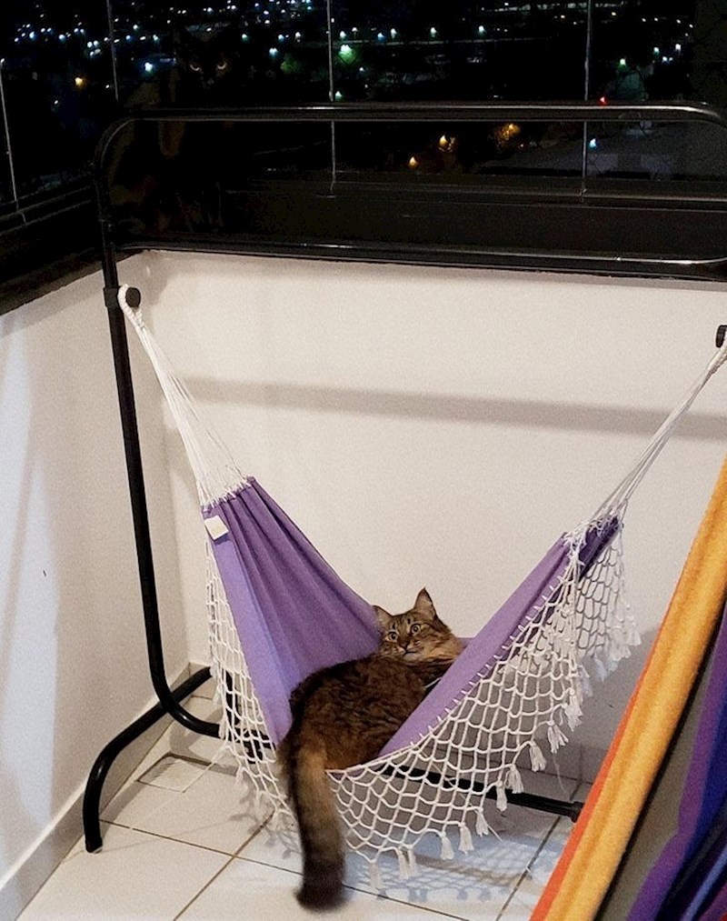 "Na ovoj slici su 2 mačke."