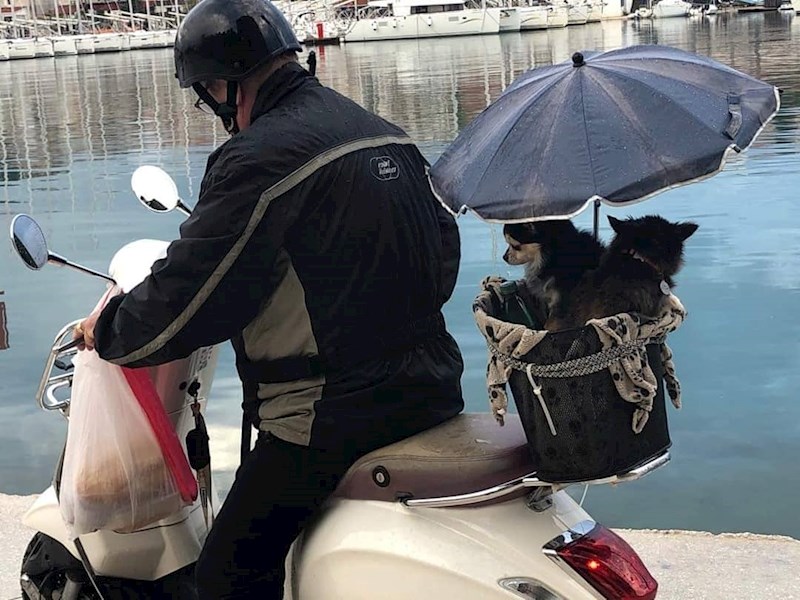 Tako se vole kućni ljubimci! :)