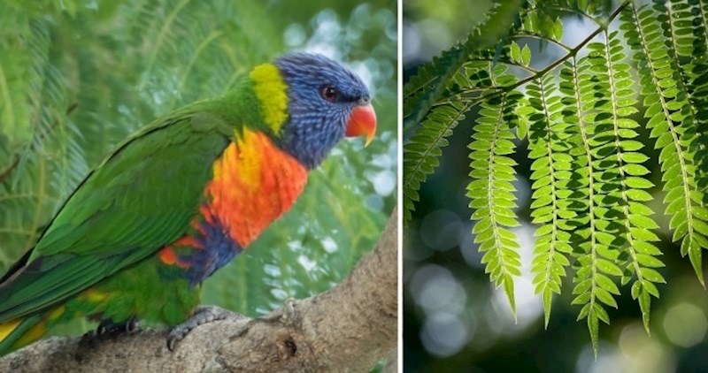 20 fotografija iz dvorišta žene koja nije imala vremena za putovanja