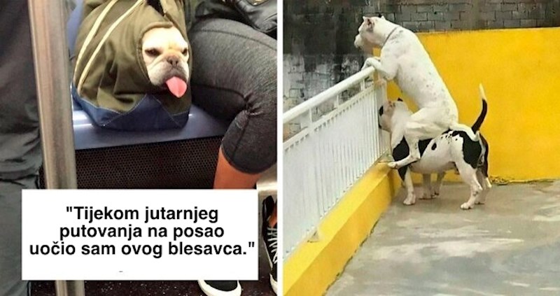 10+ fotki najslađih ljubimaca koje su ovi ljudi jednostavno morali fotkati