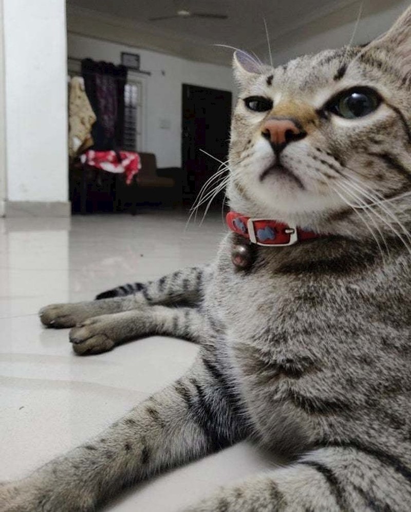 12. Ovi mali kućni predatori savršeni su glumci i s širokim spektrom emocija i oponašanja.