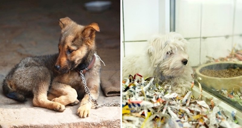 15 životinjskih zakona koje treba odmah usvojiti u svakoj zemlji