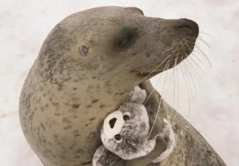 Tuljan i njegov plišani prijatelj. :)