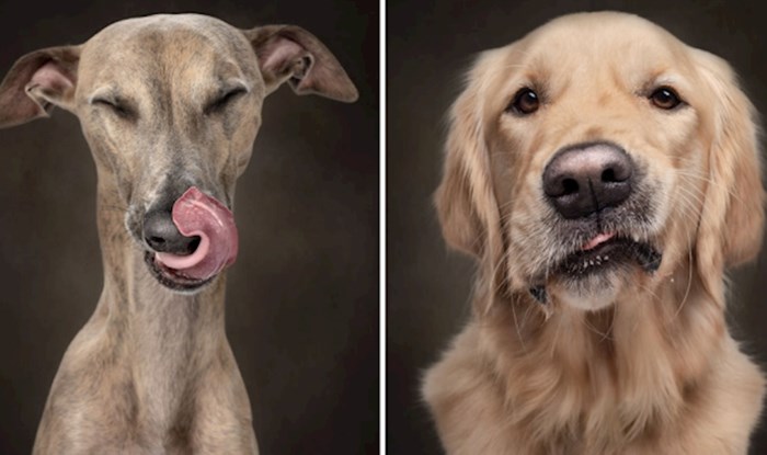 20 neodoljivih fotografija pasa koji uživaju u kikiriki maslacu