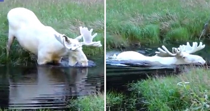 VIDEO Pogledajte rijetku snimku potpuno bijelog losa