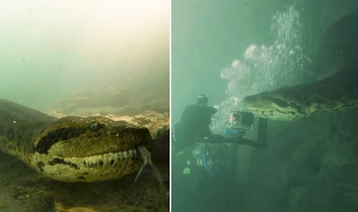 VIDEO Nevjerojatni susret ronioca i ogromne anakonde duge sedam metara