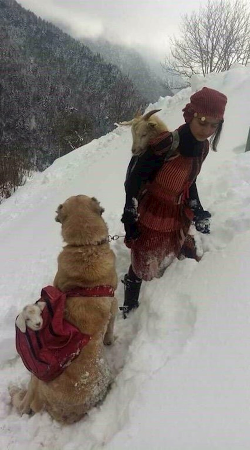 Hrabra djevojka i njen pas na leđima nose kozu koja je upravo okotila preslatkog kozlića. :)