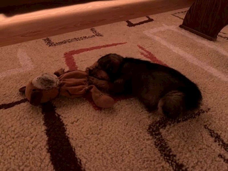 Smesten je vrlo razigran i energičan, ali jako voli i drijemati.