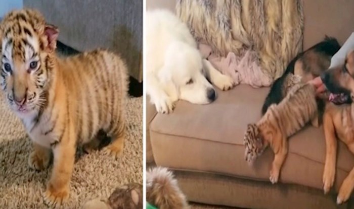 VIDEO Pogledajte kako izgleda briga za dva mala tigra