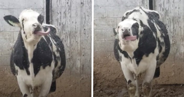 VIDEO Preslatka krava sve je pokušala kako bi uhvatila pahulje snijega