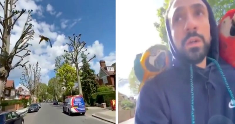 VIDEO Njegove papige svakodnevno lete uokolo dok se on vozi biciklom