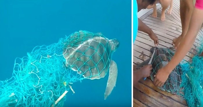 VIDEO Pogledajte kako je izgledalo spašavanje ove kornjače koja se zapetljala u mrežu