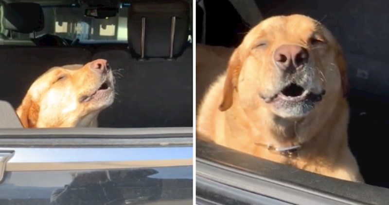 VIDEO Scout je inače vrlo glasan, pogledajte neodoljivo gunđanje nakon operacije