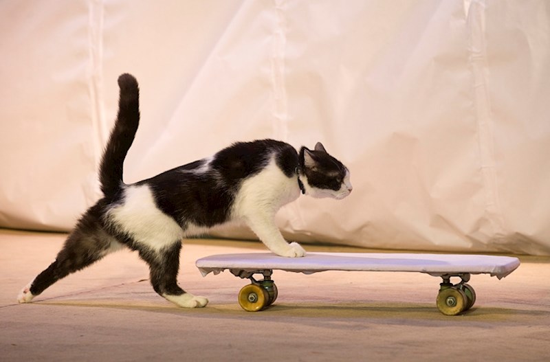 10. Putujući cirkusi uskoro će nestati.