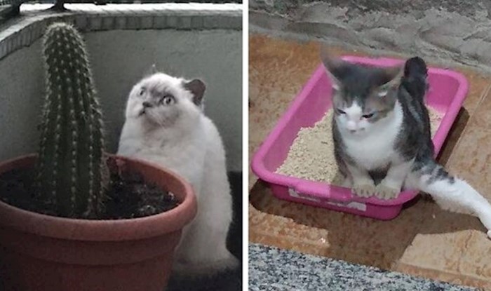 27 mačaka koje su se ponašale čudno pa su se vlasnici zapitali: "Što nije u redu s mojom mačkom?”