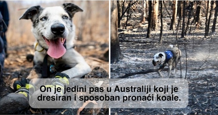 Nagrađen je za hrabrost nakon što je spasio više od 100 koala u požarima u Australiji