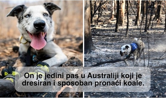 Nagrađen je za hrabrost nakon što je spasio više od 100 koala u požarima u Australiji