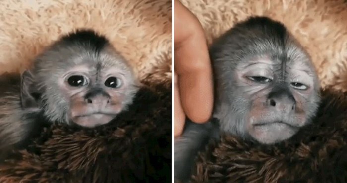 Pogledajte preslatke ekspresije ovog majmunčića prilikom masaže glave