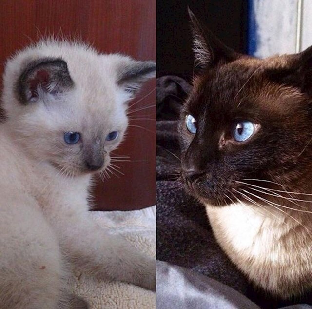 "Promjena boje na mojoj sijamskoj mački, Loli - 1 mjesec u odnosu na 8 godina."