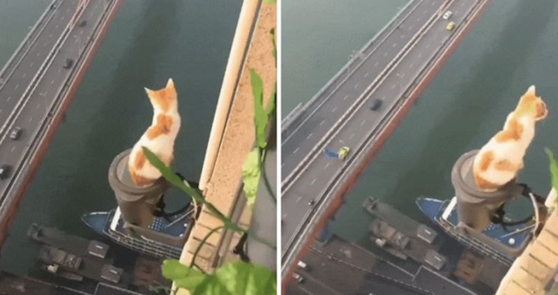 Mačke imaju devet života. Nije ni čudno kada rade stvari poput ove