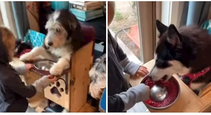 VIDEO Pogledajte neodoljive pse koji za vrijeme večere sjede u svojim stolicama