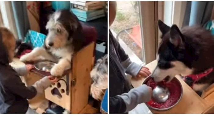 VIDEO Pogledajte neodoljive pse koji za vrijeme večere sjede u svojim stolicama