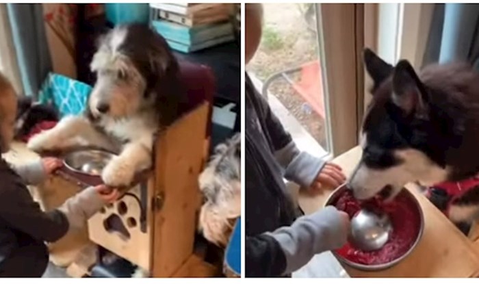 VIDEO Pogledajte neodoljive pse koji za vrijeme večere sjede u svojim stolicama