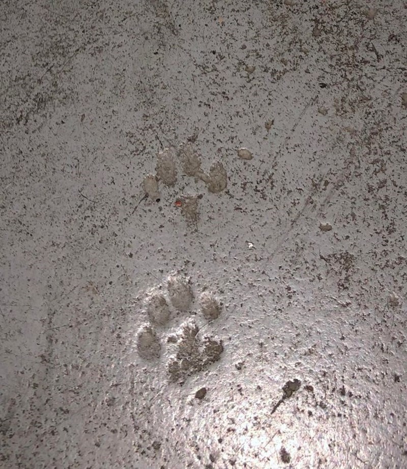 "Ovi otisci šapa po podu mog podruma od postavljanja betona prije više od 90 godina"