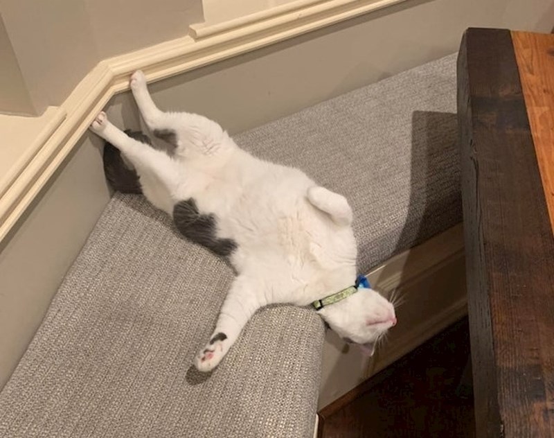 13. Ili ono kada mačke žele pažnju?