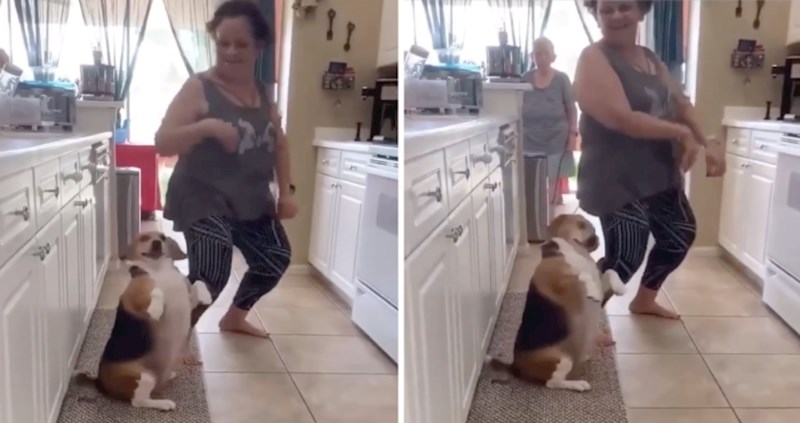 Upoznajte psa koji obožava plesati, njegovi plesni pokreti potpuno će vas oduševiti